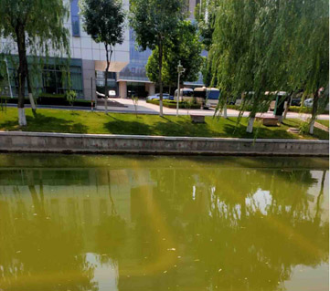 德州市政府門前景觀水污染治理